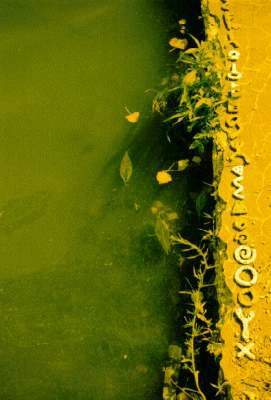 shapes by the water's edge